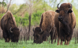 Oklahoma’s incredible political state animal | Tulsa Today