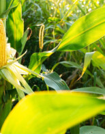 Nationwide Year-Round Sale of E-15