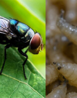 USDA: Screwworm Grand Challenge