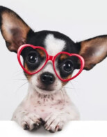 My Furry Valentine Pet Adoption