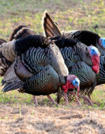 Turkey Hunting Workshops Slated